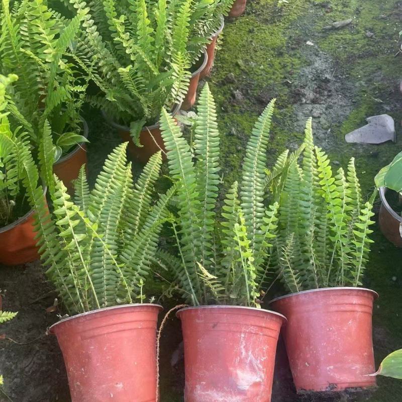 重庆肾蕨批发重庆苗木基地肾蕨基地