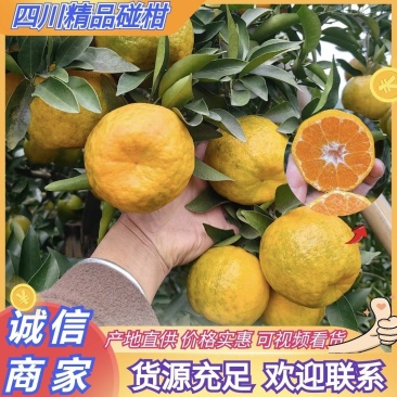 四川柑桔精品碰柑货源充足价格实惠主供电商货通货