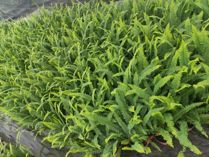 重庆肾蕨批发重庆苗木基地肾蕨基地