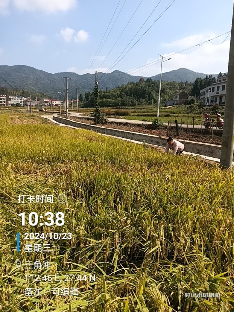 晚稻优质大米，只卖稻谷