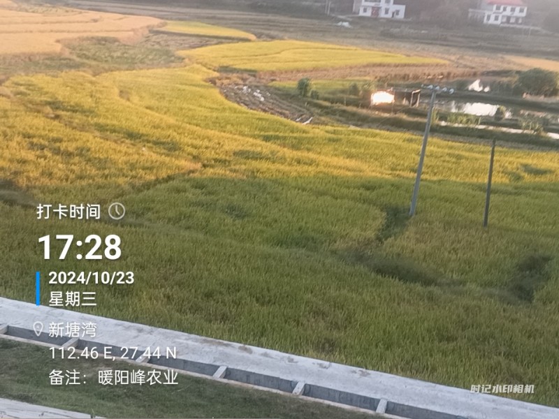 晚稻优质大米，只卖稻谷