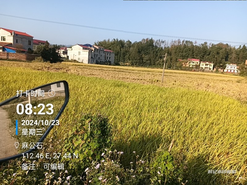 晚稻优质大米，只卖稻谷