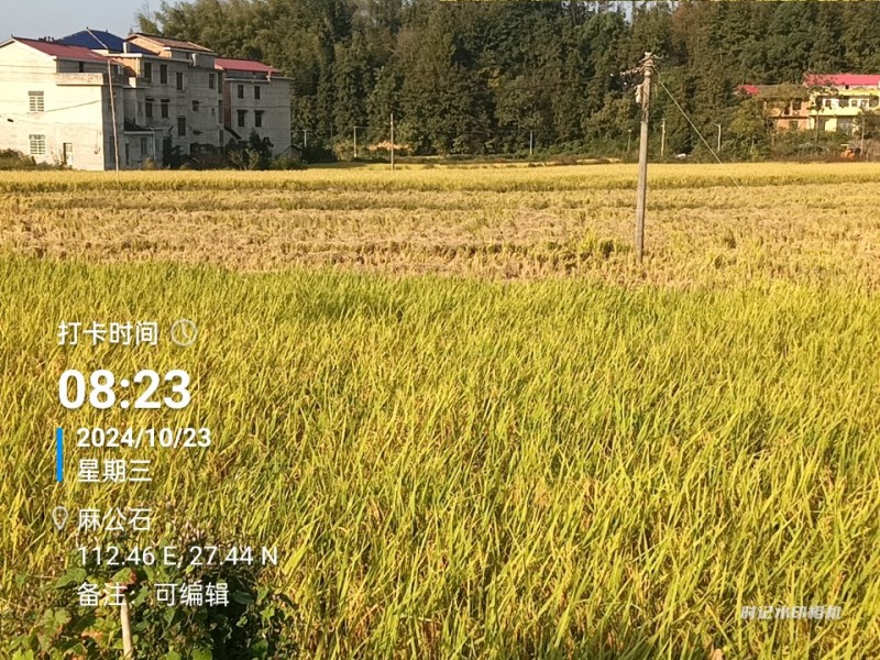 晚稻优质大米，只卖稻谷