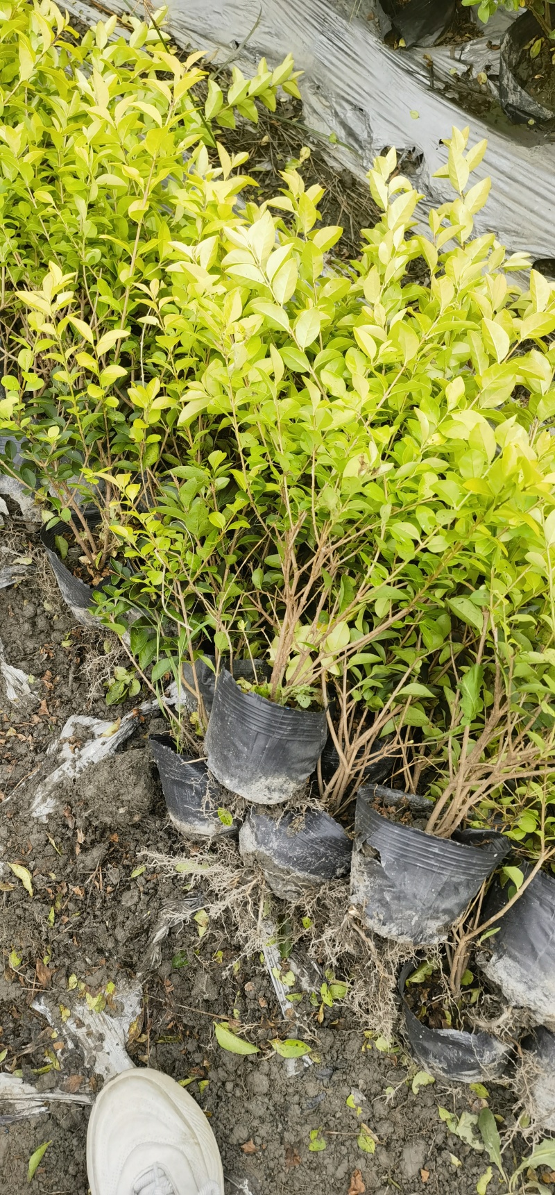 贵州金叶女贞基地贵州苗木基地供应各类规格金叶女贞