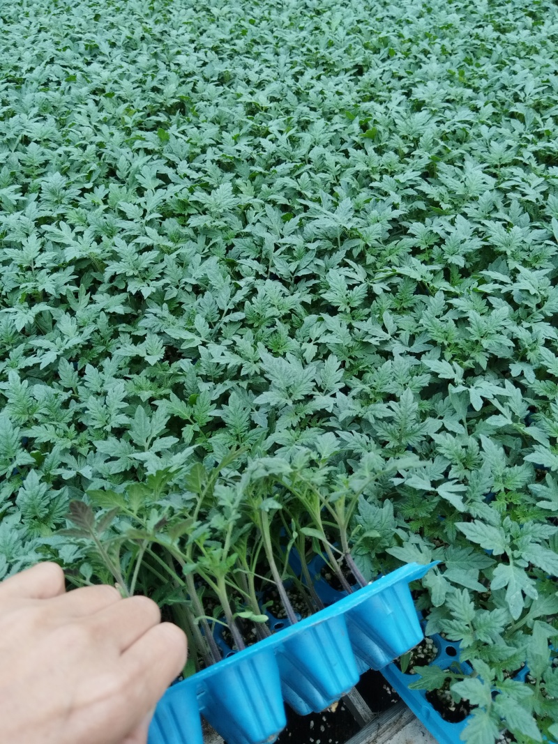 粉果番茄种子西红柿耐运输高产抗病毒耐高温高湿越夏露天专用