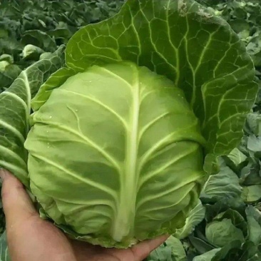 湖北钟祥甘蓝湖北包菜大量上市全国代发