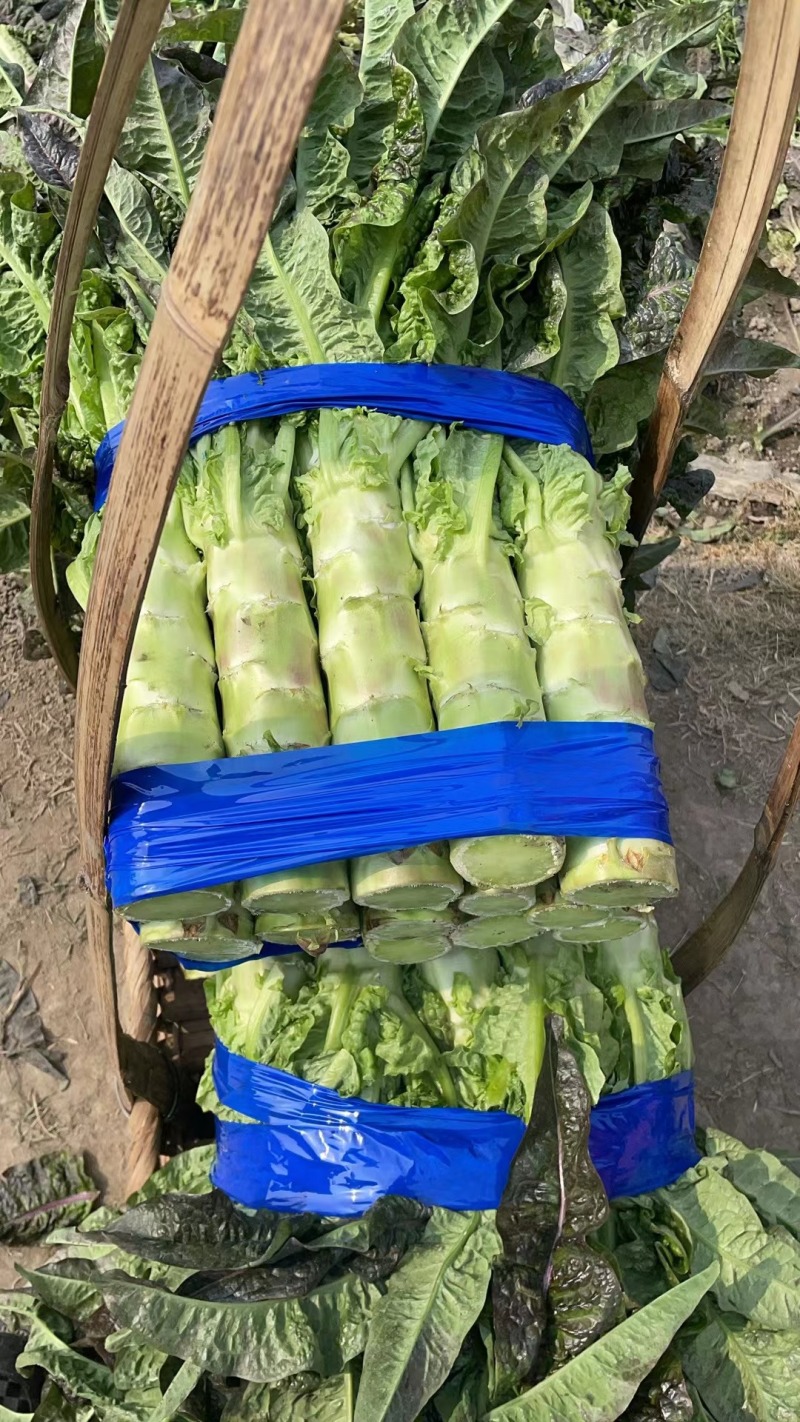 莴笋苗挂丝尖叶秋冬耐寒抗冻地栽苗四季漏天种植蔬菜苗