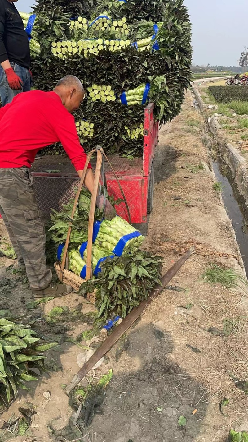 莴笋苗挂丝尖叶秋冬耐寒抗冻地栽苗四季漏天种植蔬菜苗