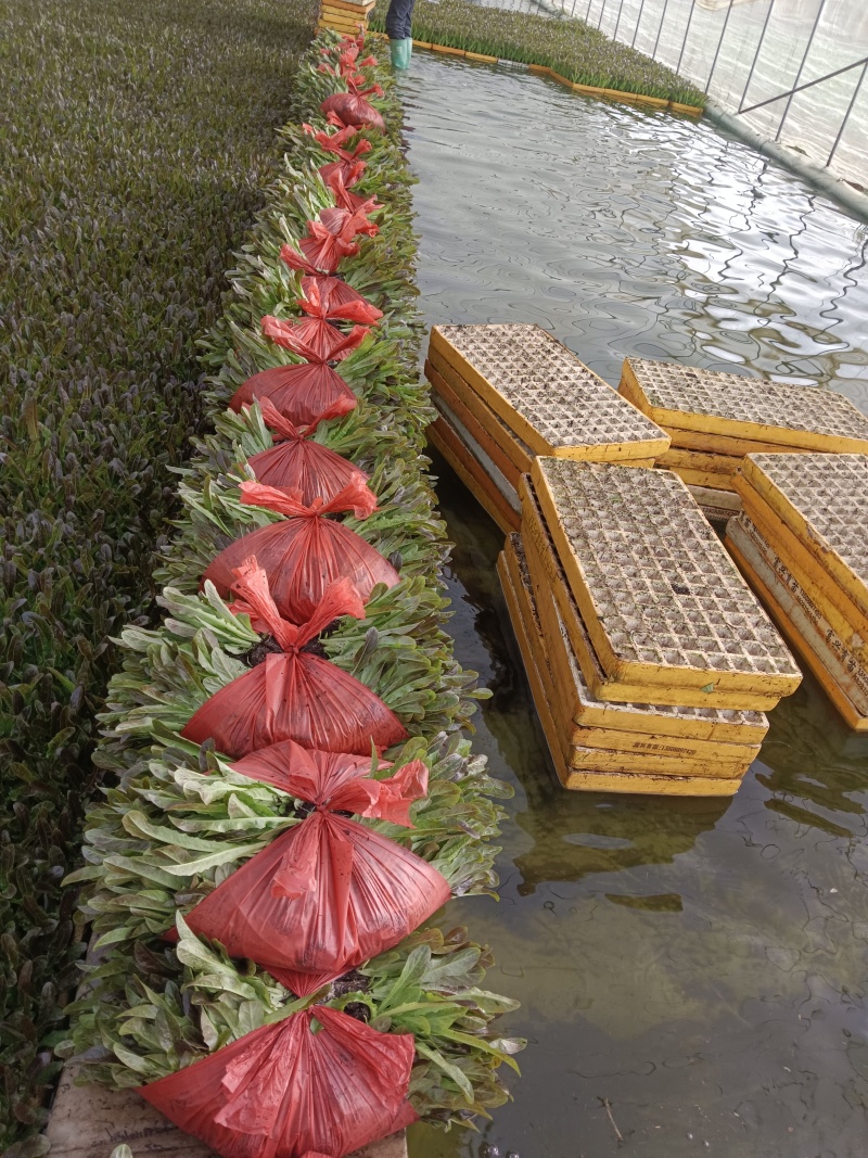 莴笋苗挂丝尖叶秋冬耐寒抗冻地栽苗四季漏天种植蔬菜苗