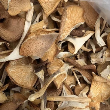 猪肚菇干货