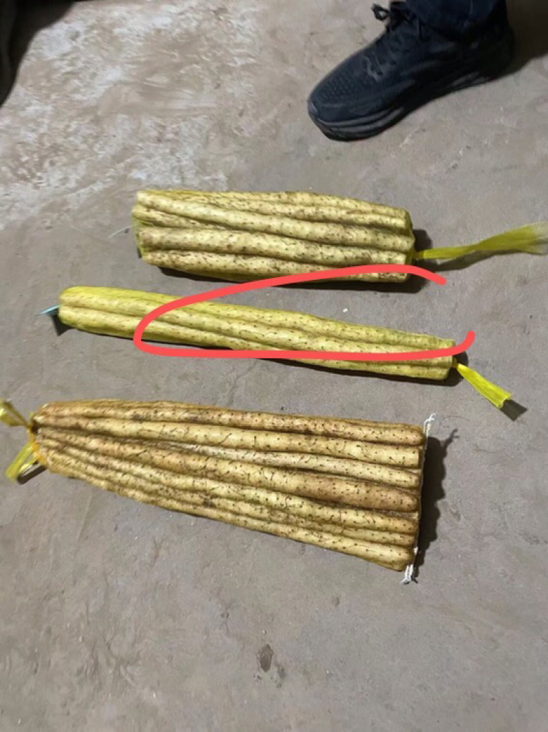 安平县小白嘴山药铁棍山药产地直销自厂自销双棒山药