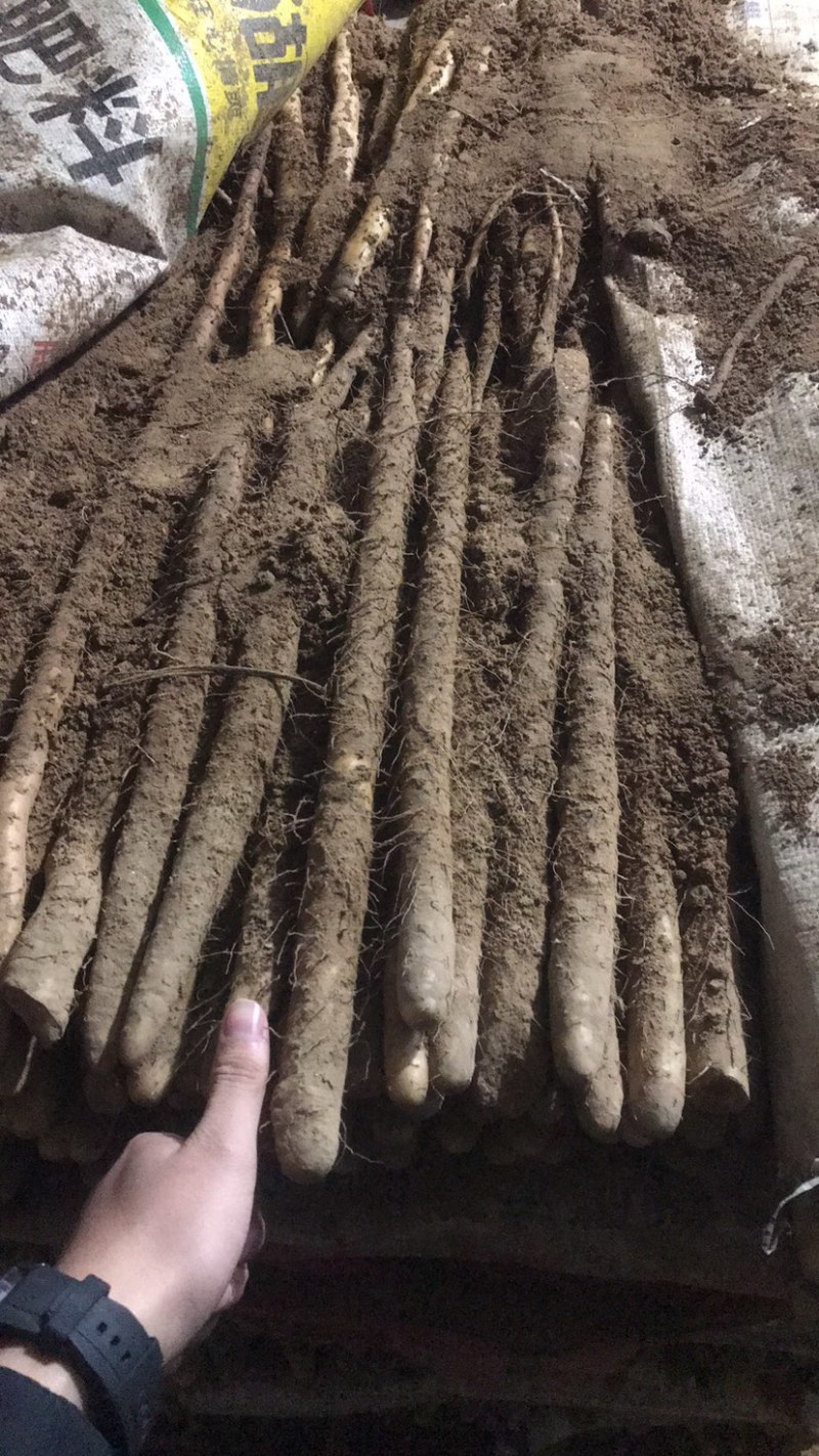 安平县小白嘴山药铁棍山药产地直销自厂自销双棒山药