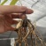 紫花宽叶大白芨两年带叶苗