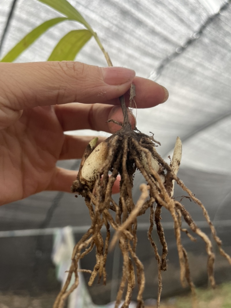 紫花宽叶大白芨两年带叶苗