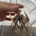 紫花宽叶大白芨两年带叶苗