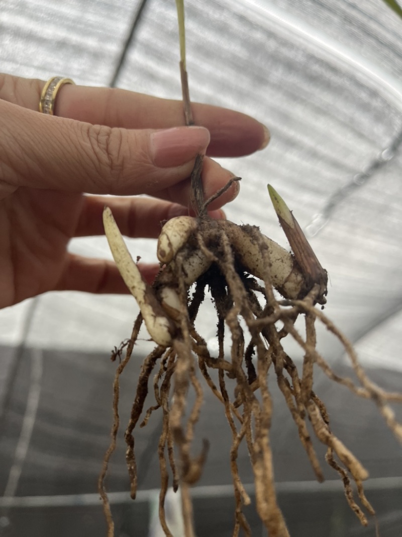 紫花宽叶大白芨两年带叶苗
