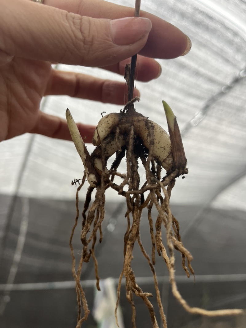 紫花宽叶大白芨两年带叶苗