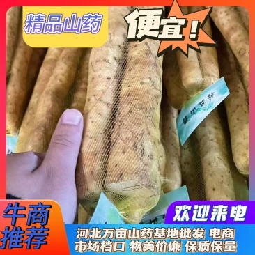 【量大优惠】新鲜小白嘴山药场地直发自厂自销