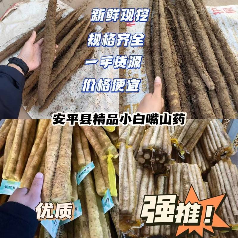 安平新鲜小白嘴山药产地直发800平加工厂自产自销