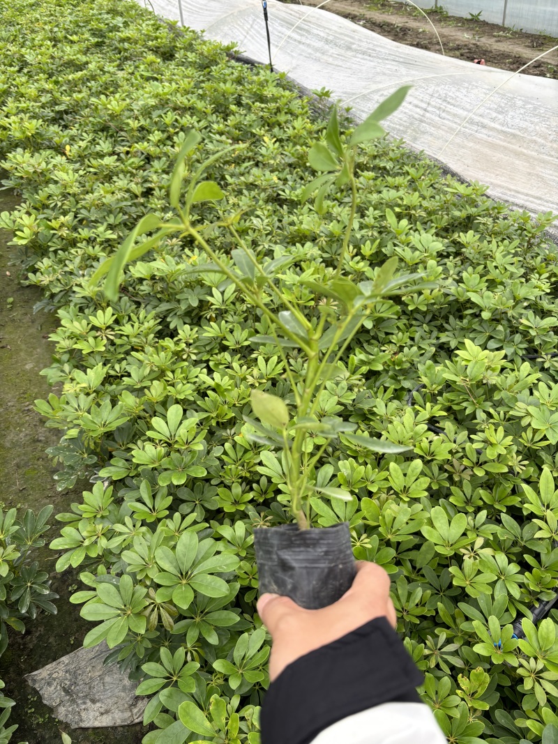 成都鸭脚木批发成都苗木基地供应各类规格鸭脚木