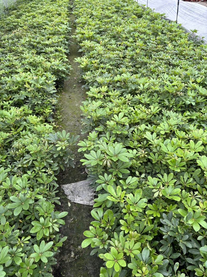 贵州鸭脚木批贵州苗木基地供应各类规格鸭脚木