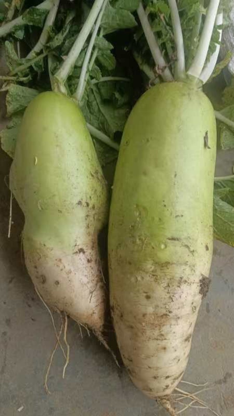 襄城县崔结实代收各种疏菜瓜果欢迎您？精品白萝卜正在大量上