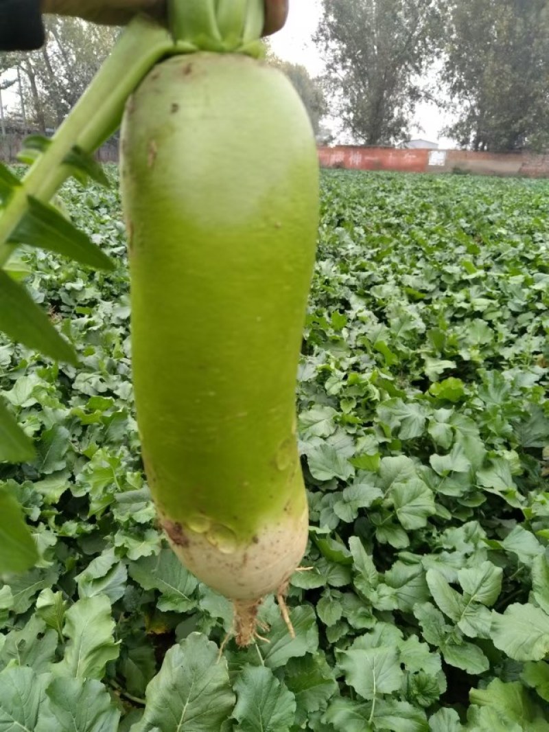 襄城县崔结实代收各种疏菜瓜果欢迎您？精品白萝卜正在大量上