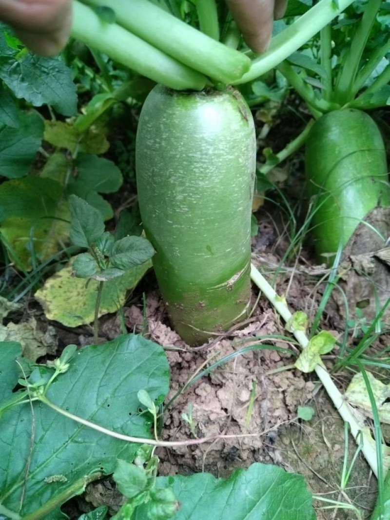 襄城县崔结实代收各种疏菜瓜果欢迎您？精品白萝卜正在大量上