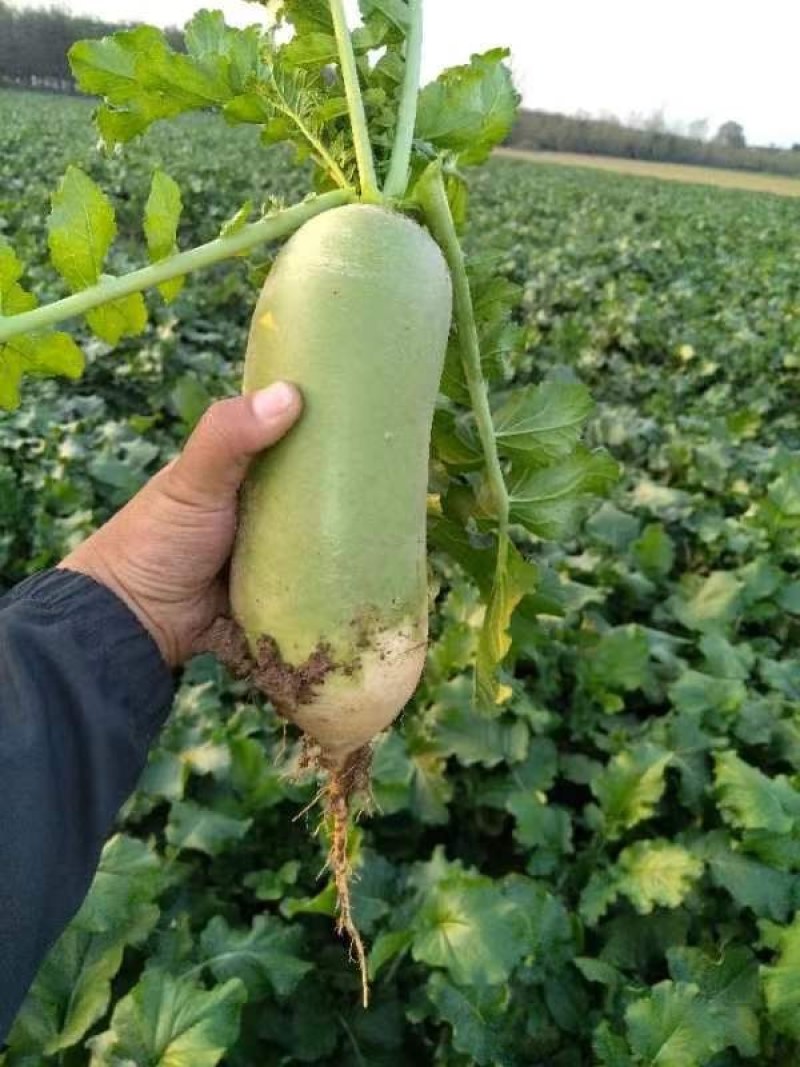 襄城县崔结实代收各种疏菜瓜果欢迎您？精品白萝卜正在大量上