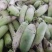 襄城县崔结实代收各种疏菜瓜果欢迎您？精品白萝卜正在大量上