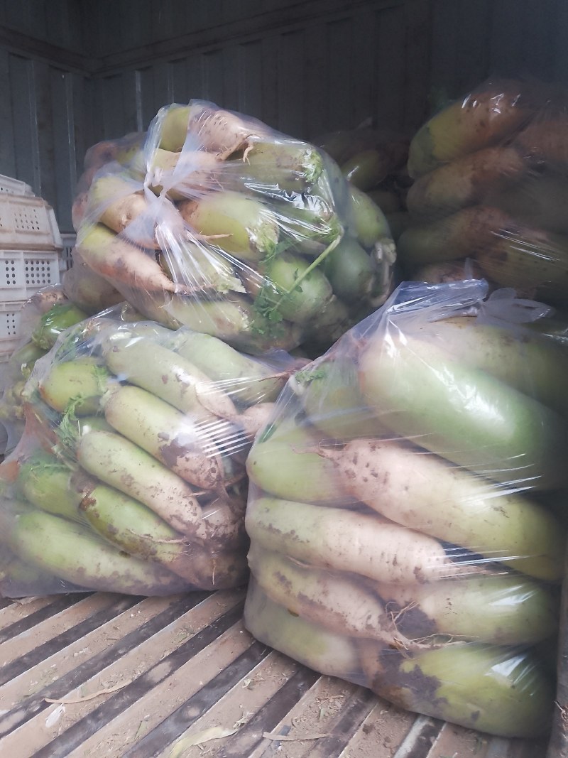 襄城县崔结实代收各种疏菜瓜果欢迎您？精品白萝卜正在大量上