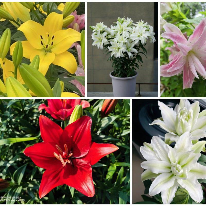 耐寒越冬百合种球多年生，电商，花海，绿化，庭院种植