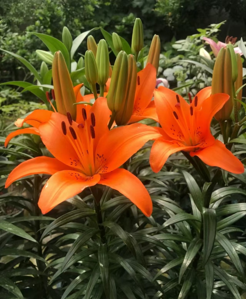 耐寒越冬百合种球多年生，电商，花海，绿化，庭院种植