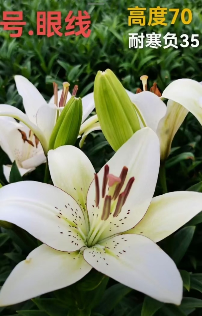 耐寒越冬百合种球多年生，电商，花海，绿化，庭院种植