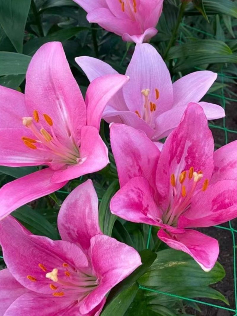 耐寒越冬百合种球多年生，电商，花海，绿化，庭院种植