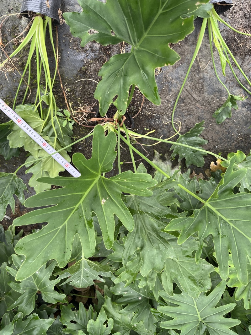 贵州春羽（小天使）批发贵州苗木基地供应各类规格春羽