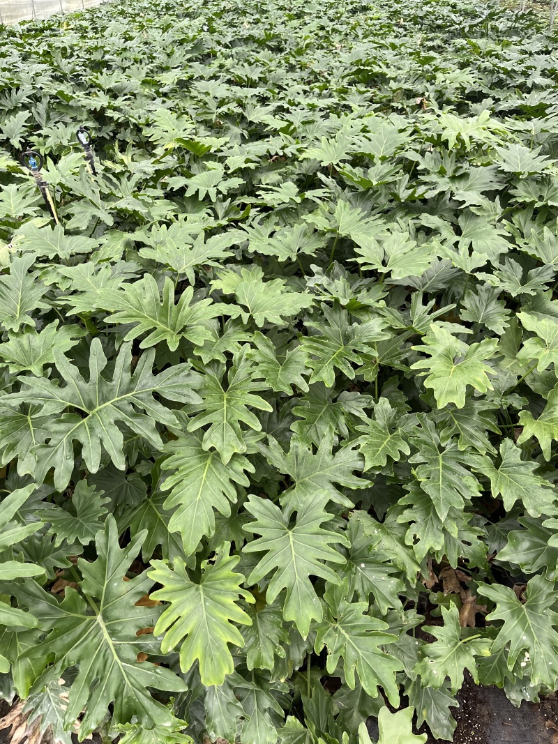 重庆春羽（小天使）批发重庆苗木基地供应各类规格春羽基地