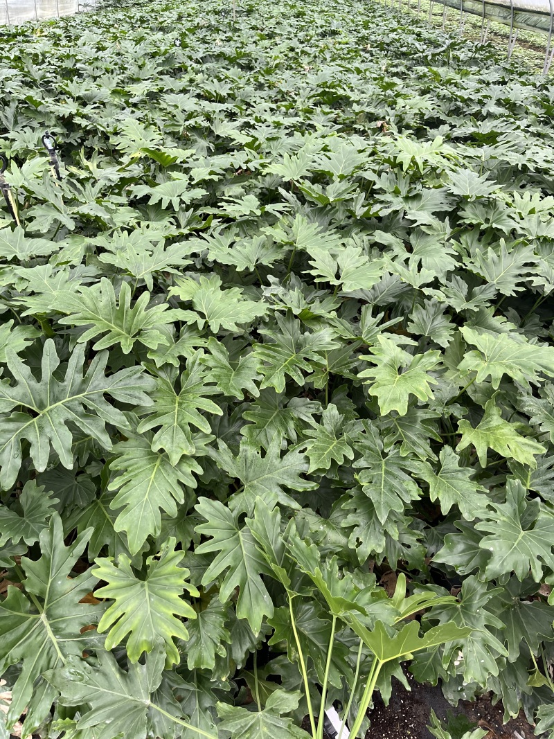 重庆春羽（小天使）批发重庆苗木基地供应各类规格春羽基地
