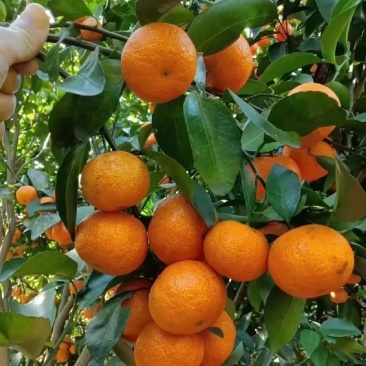 沙