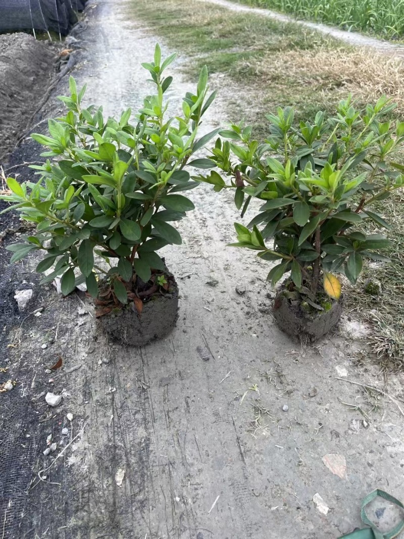 成都毛娟批发成都苗木基地供应各类规格毛娟