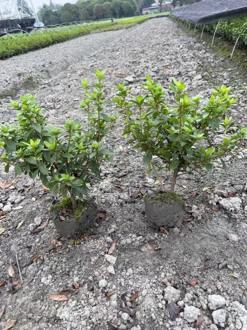成都毛娟批发成都苗木基地供应各类规格毛娟