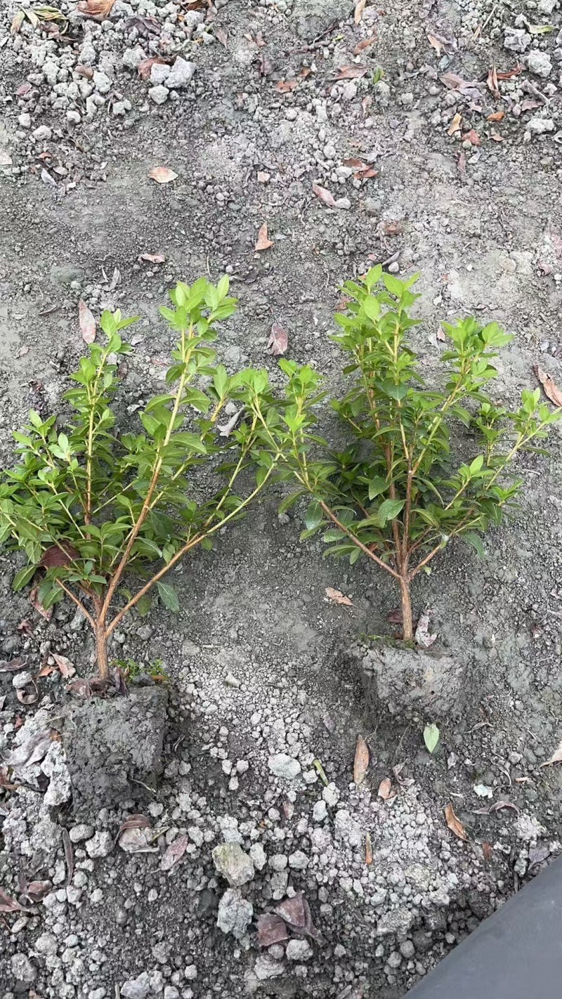 成都毛娟批发成都苗木基地供应各类规格毛娟