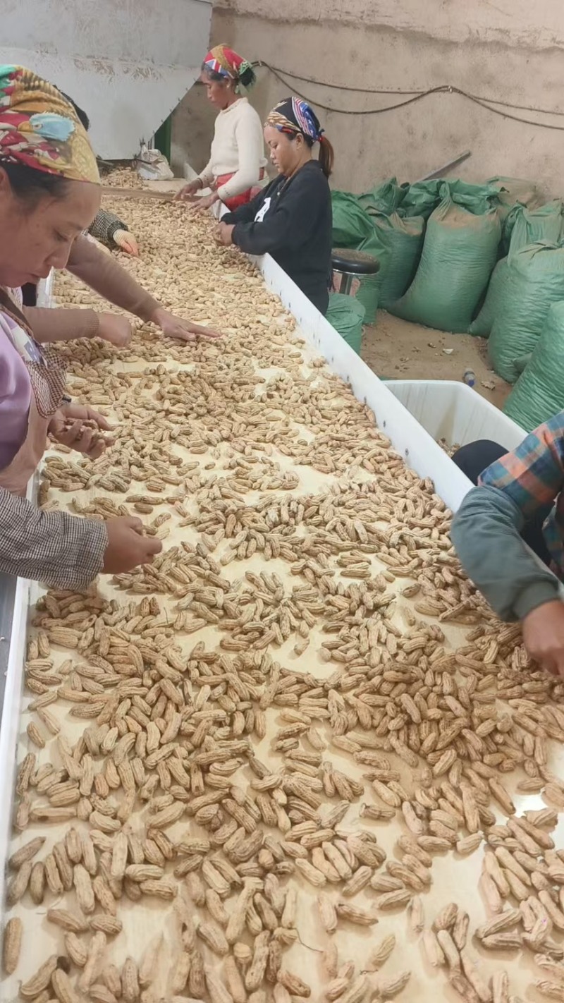 缅甸七彩花生带壳人工筛选量大从优欢迎来电咨询