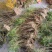 竹叶石斛漂亮货