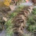 竹叶石斛漂亮货