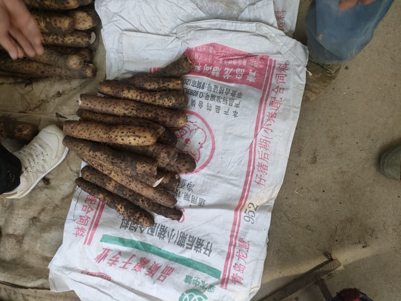 白玉山药大量供应上市