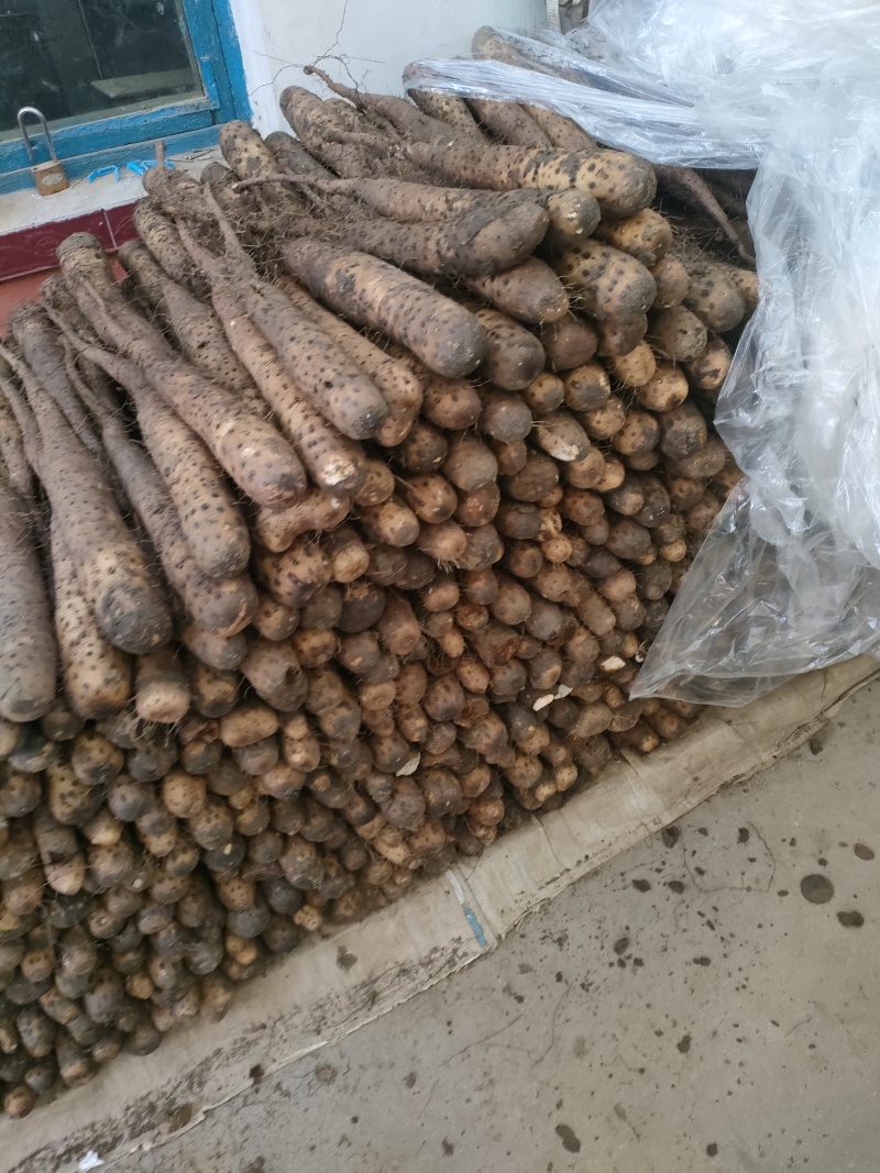 白玉山药大量供应上市
