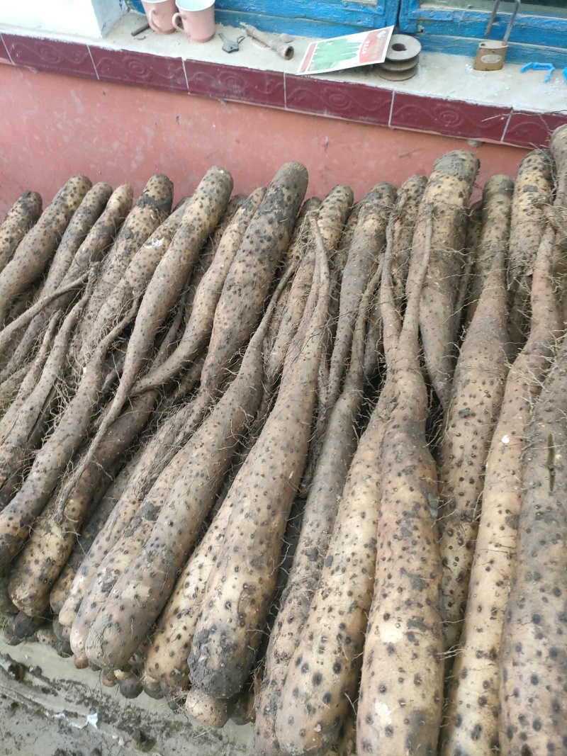 白玉山药大量供应上市