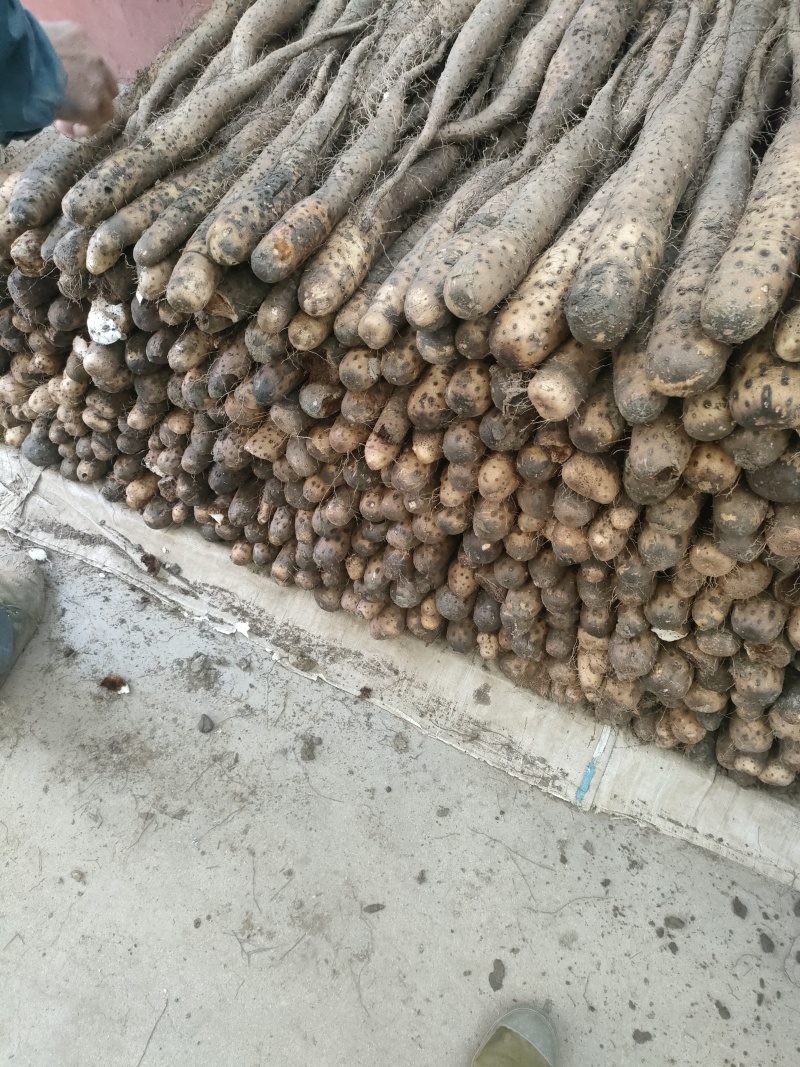白玉山药大量供应上市