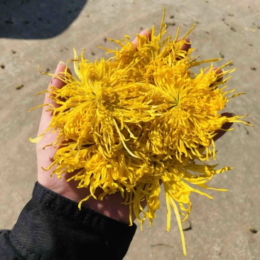 金丝皇菊